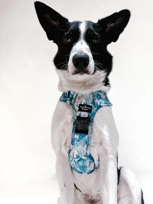 PPB Cute As Shell Adventure Adjustable Harness