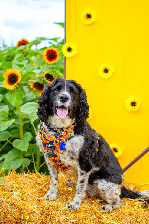 PPB Sunflower Field Adventure Adjustable Harness ( Multiple Sizes)