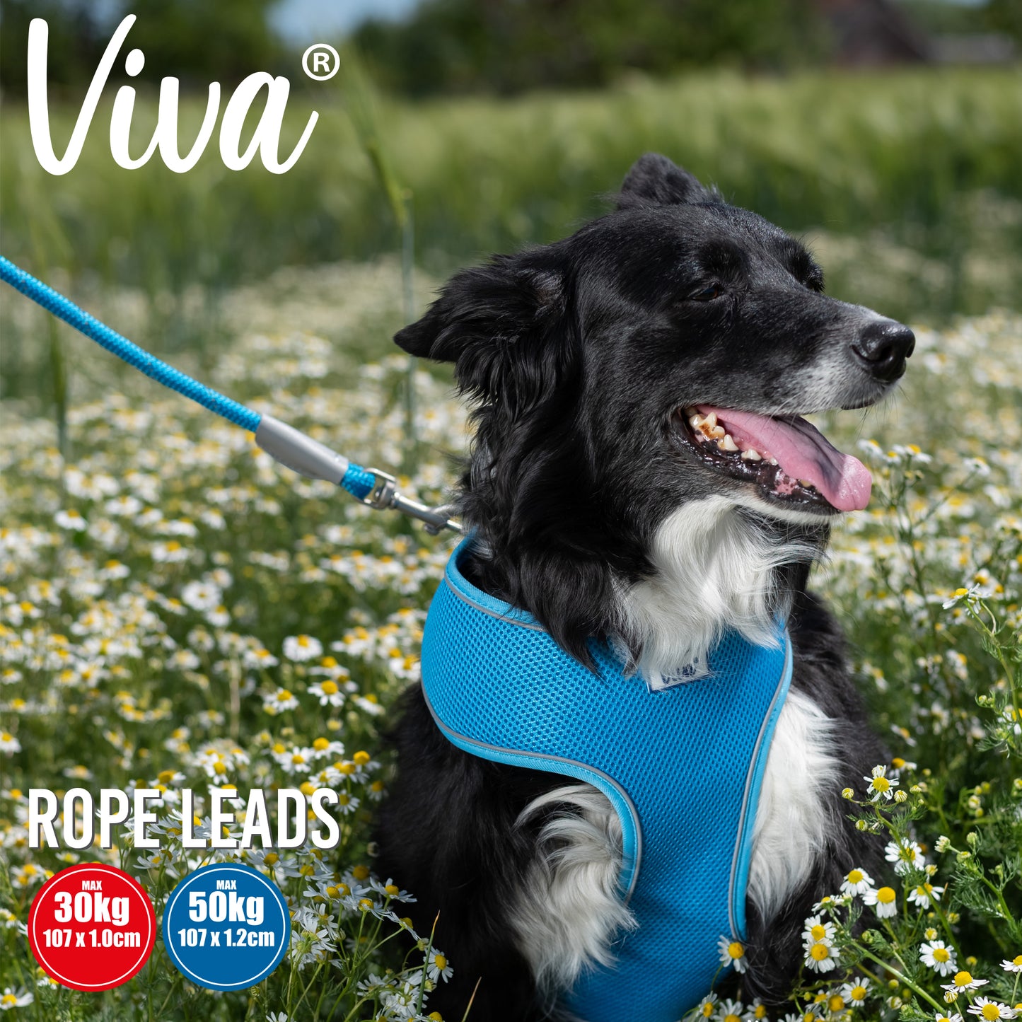 Viva Rope Reflective Snap Lead (Multiple Colours)